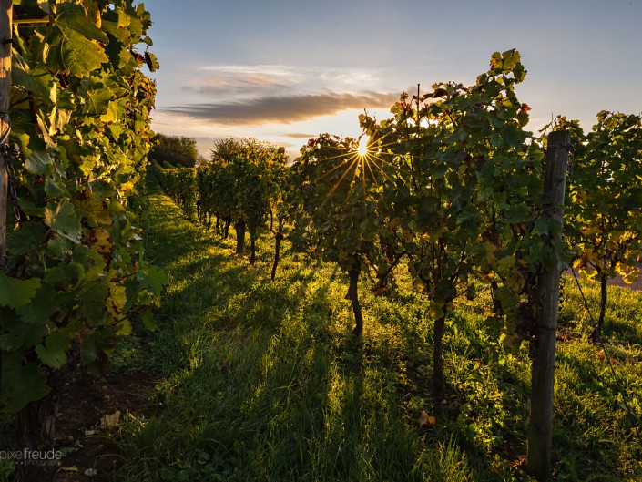 Weinberge bei Neuleiningen