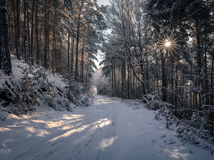 Pfälzerwald