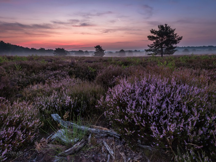 Mehlingen // Heide