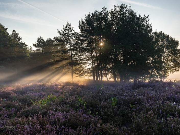 Mehlingen // Heide