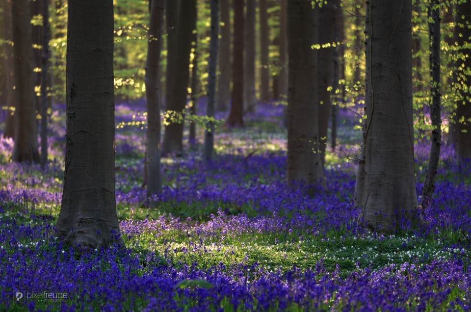 Frühling im Hallerbos/Belgien