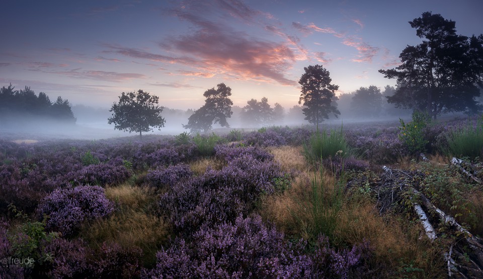 Spätsommer in der Mehlinger Heide