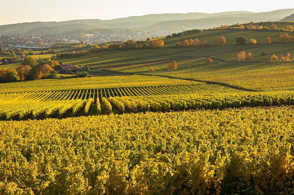 Wein, so weit das Auge reicht