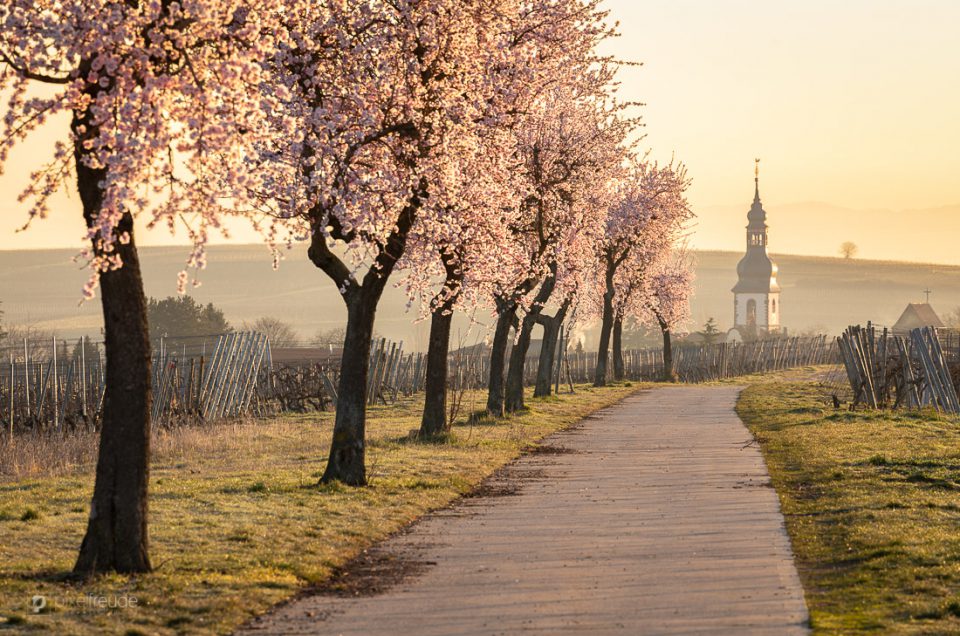 Mandel-Allee