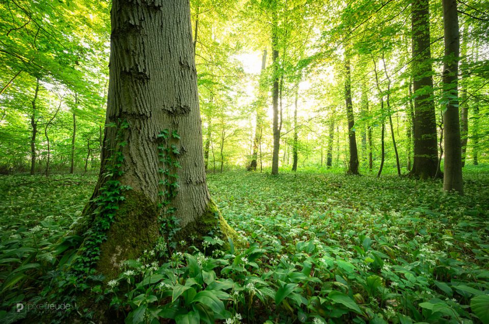 Frühling im Wald