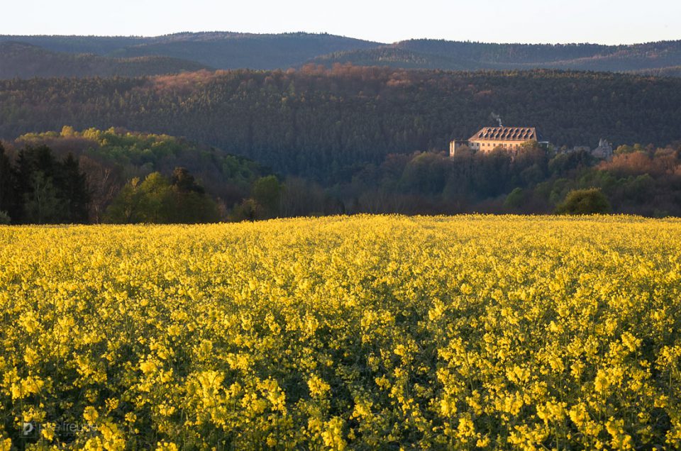 Burg Altleiningen